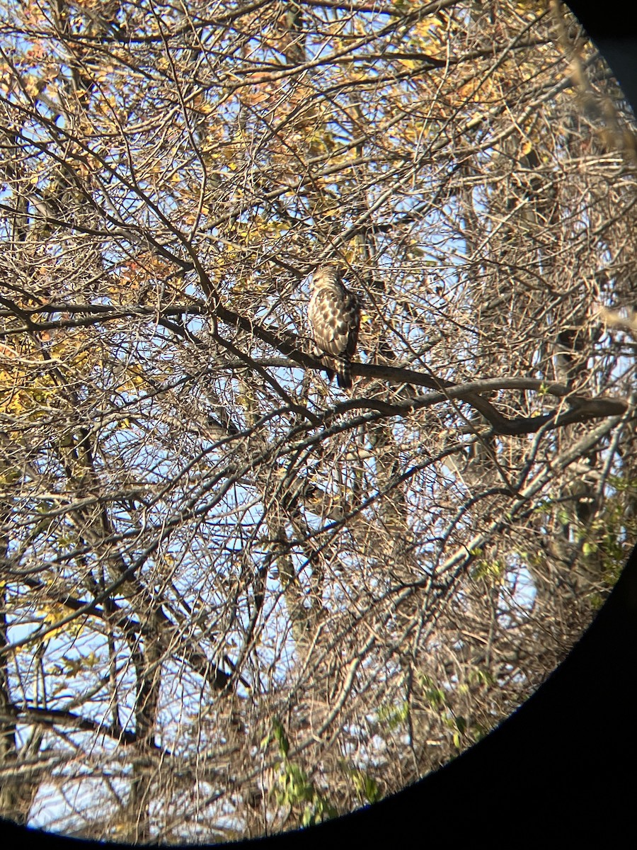 Red-shouldered Hawk - ML509985931