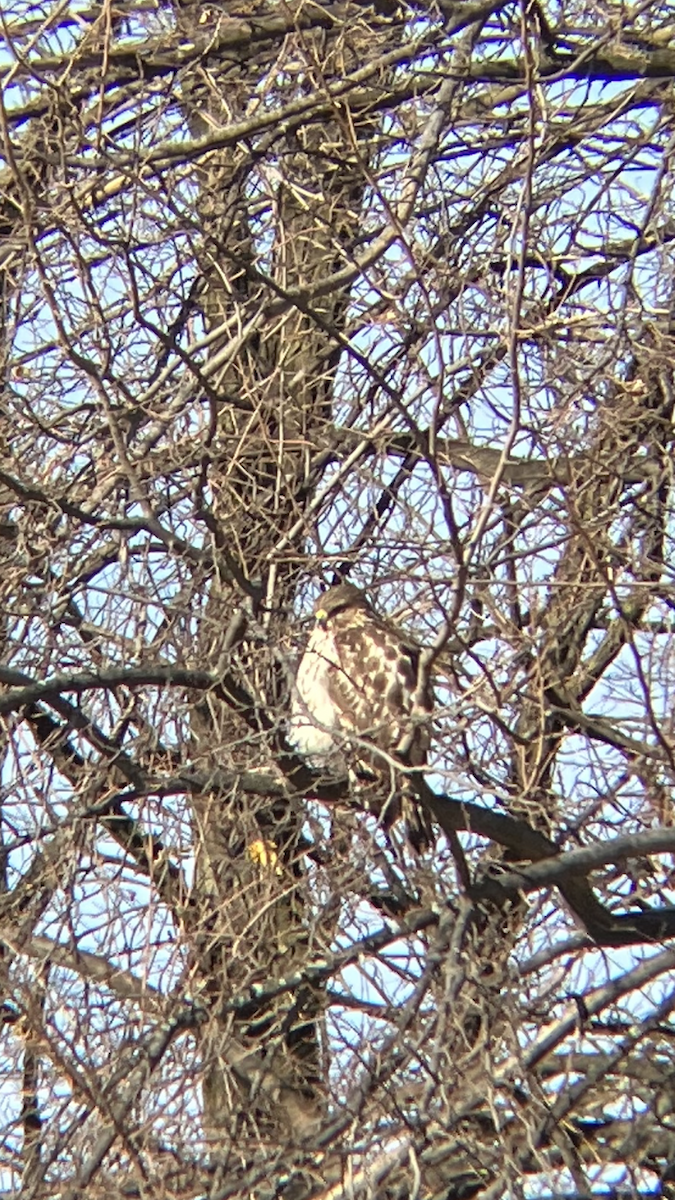 Red-shouldered Hawk - ML509985941