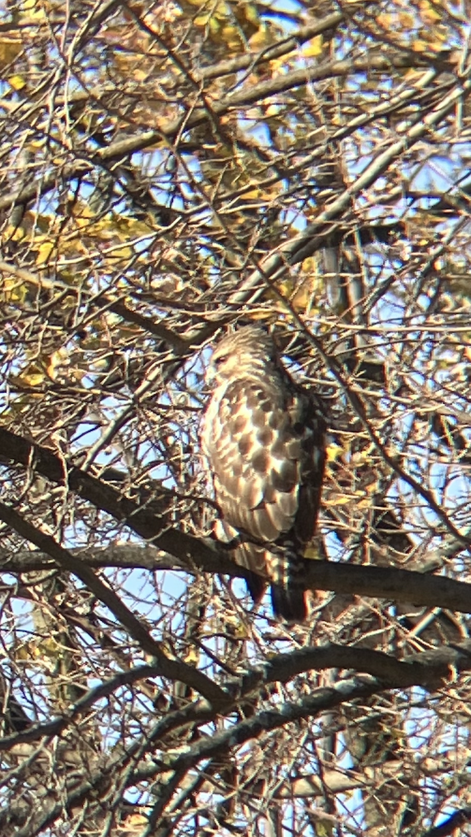 Red-shouldered Hawk - ML509985951
