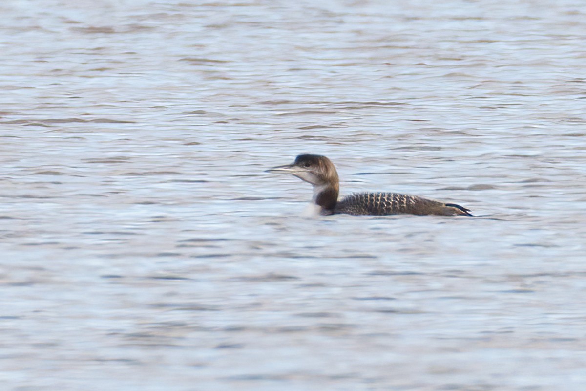 Common Loon - Michel Laquerre