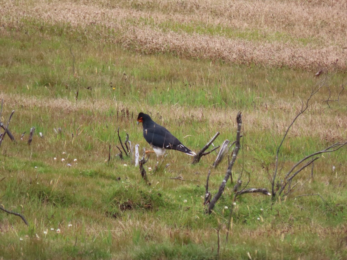 Caracara caronculé - ML509986721