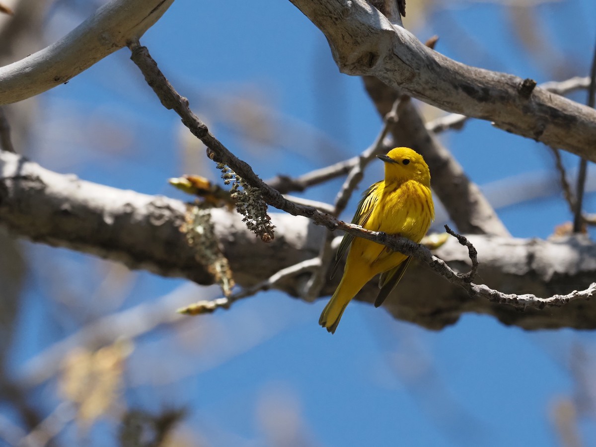 Yellow Warbler - ML509990431