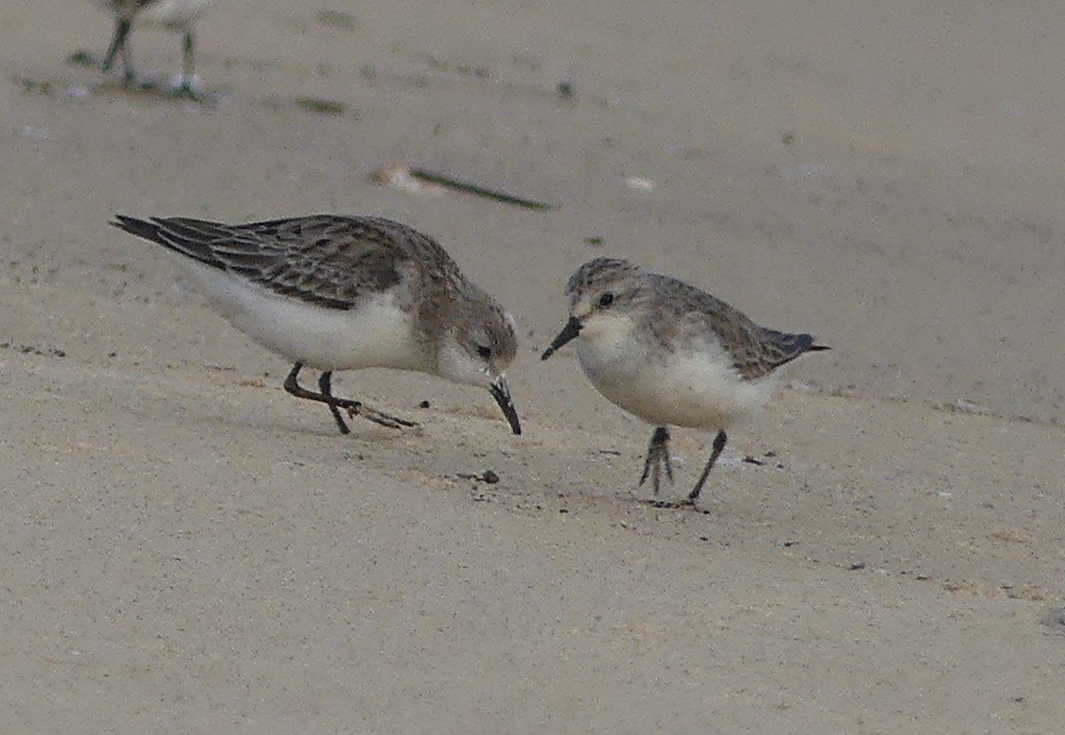 Red-necked/Little Stint - ML509990941