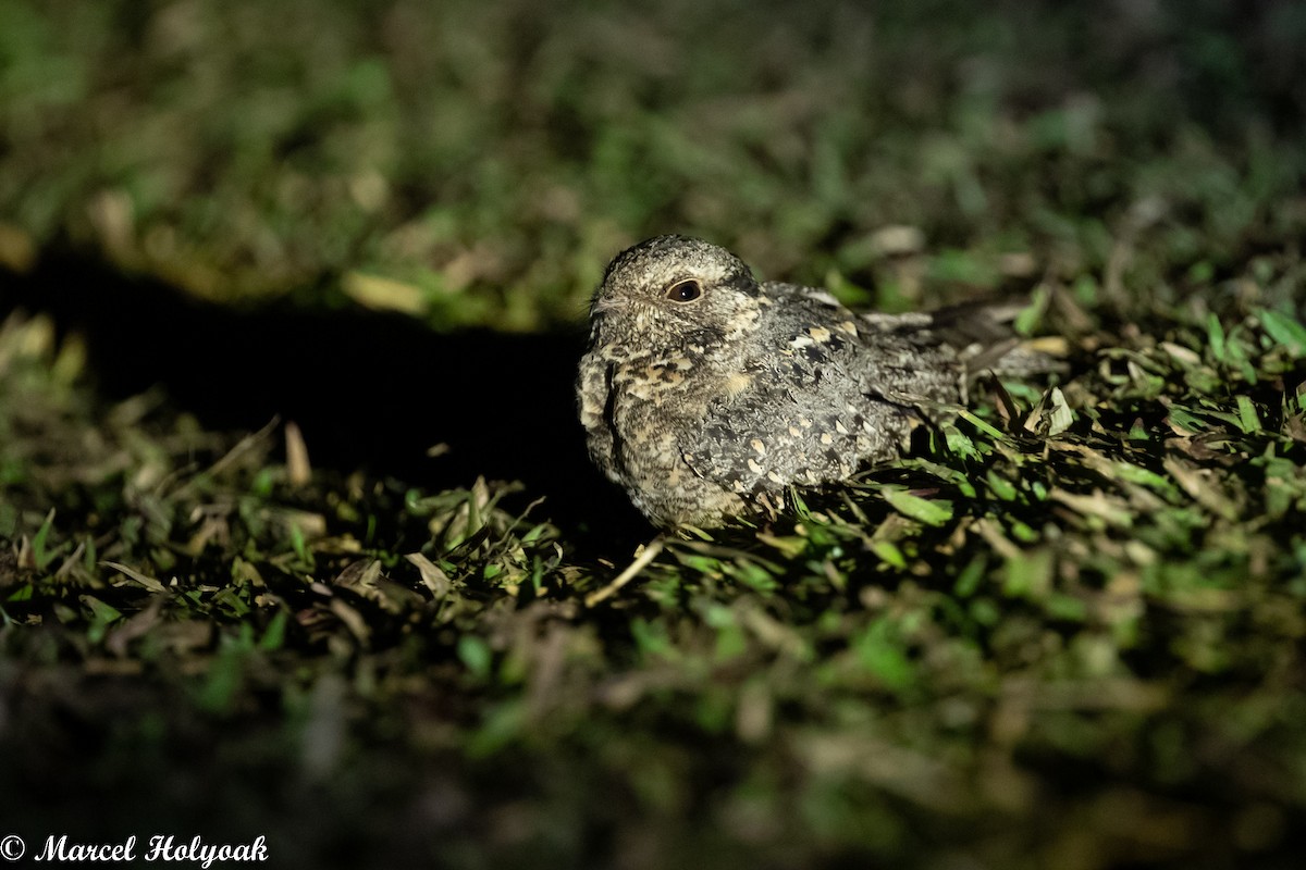 Savanna Nightjar - Marcel Holyoak