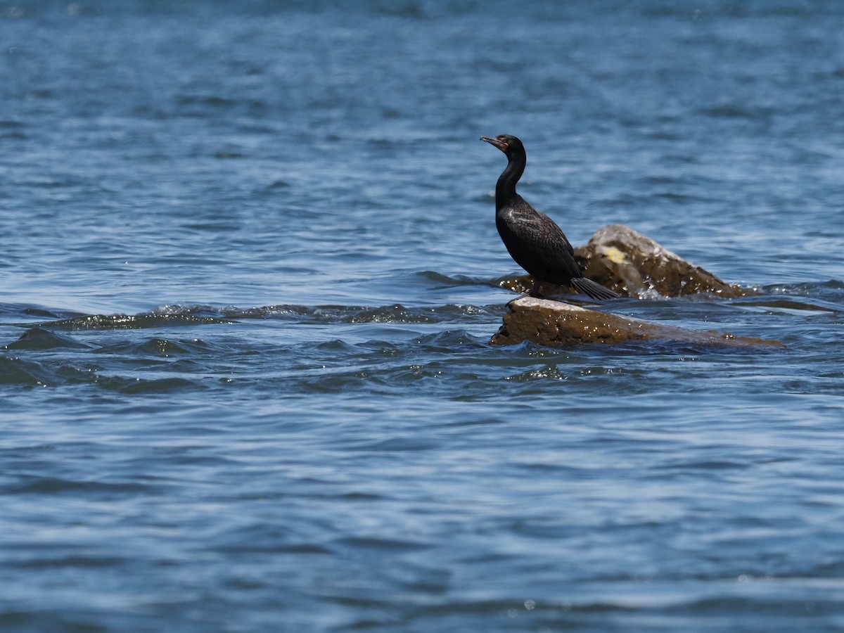 Cormoran à aigrettes - ML509991431