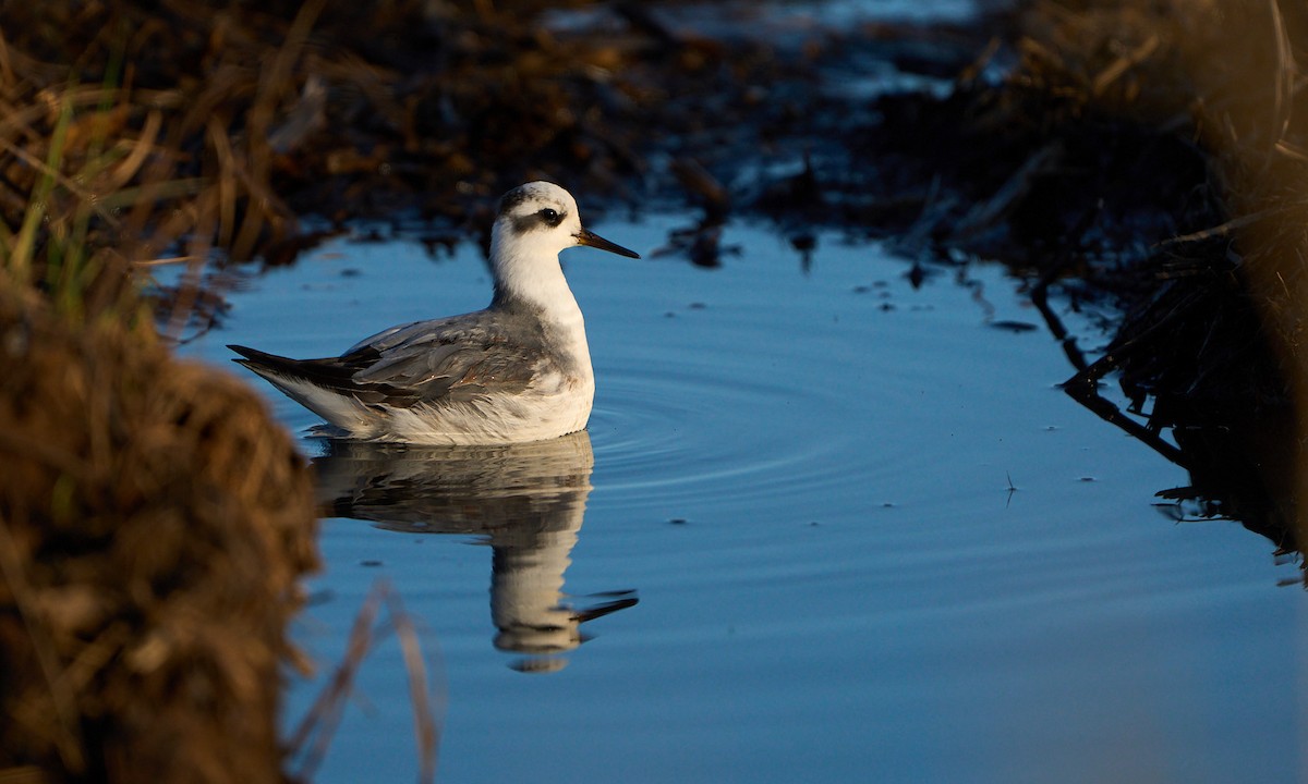 Red Phalarope - ML509991701