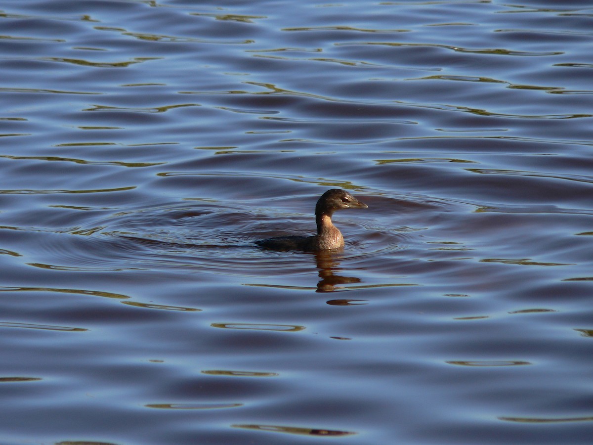 Pied-billed Grebe - ML509993681