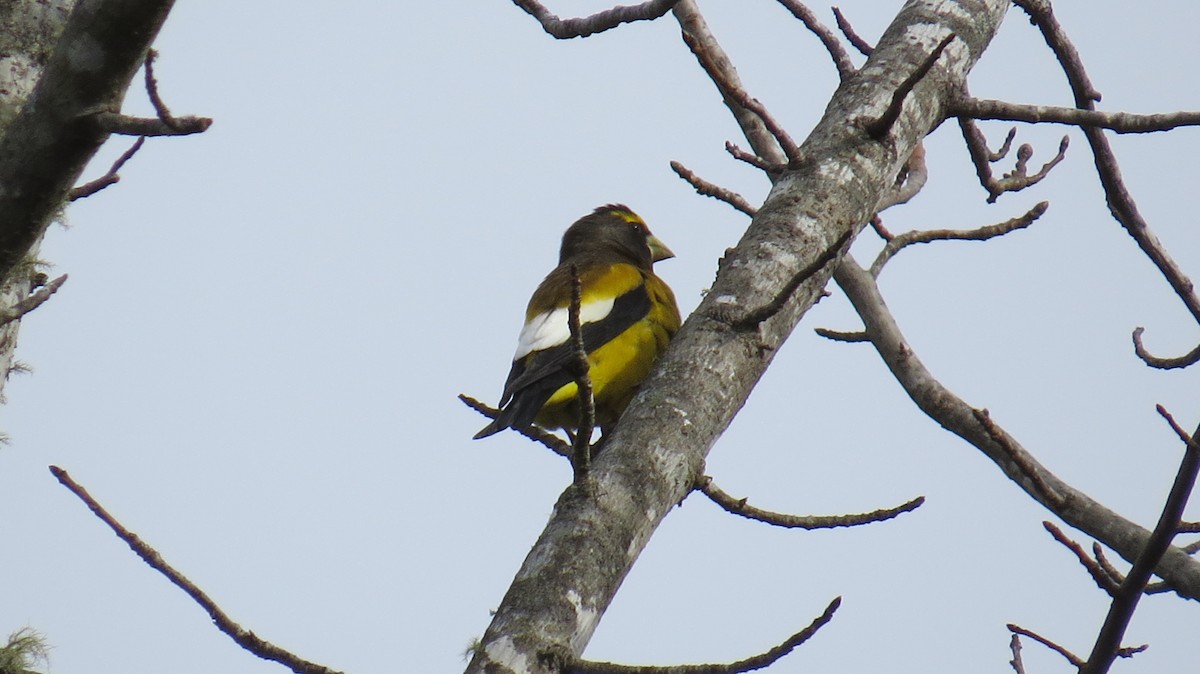 Evening Grosbeak - ML509994181