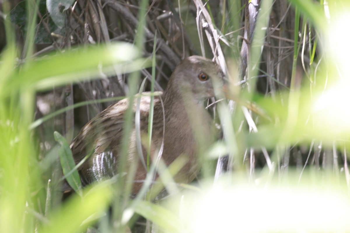 Mangrove Rail - ML509994541