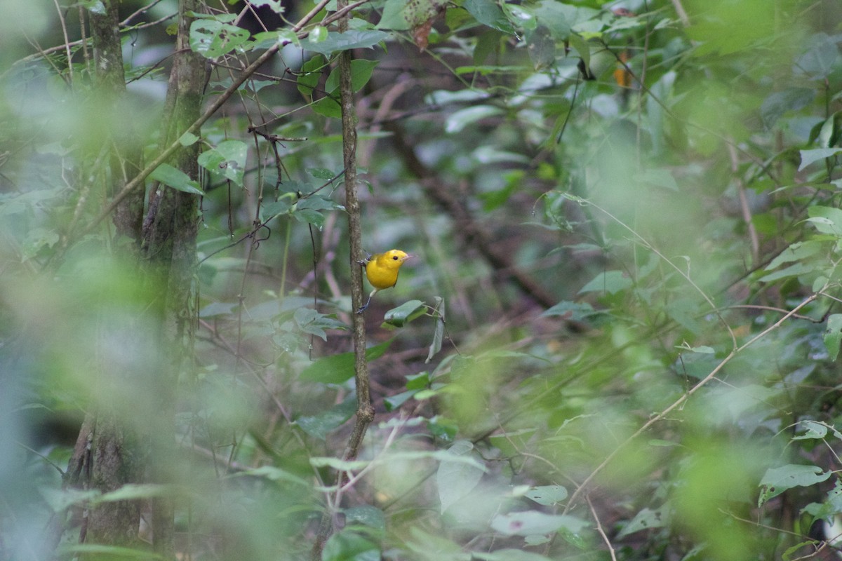 Prothonotary Warbler - ML509995221