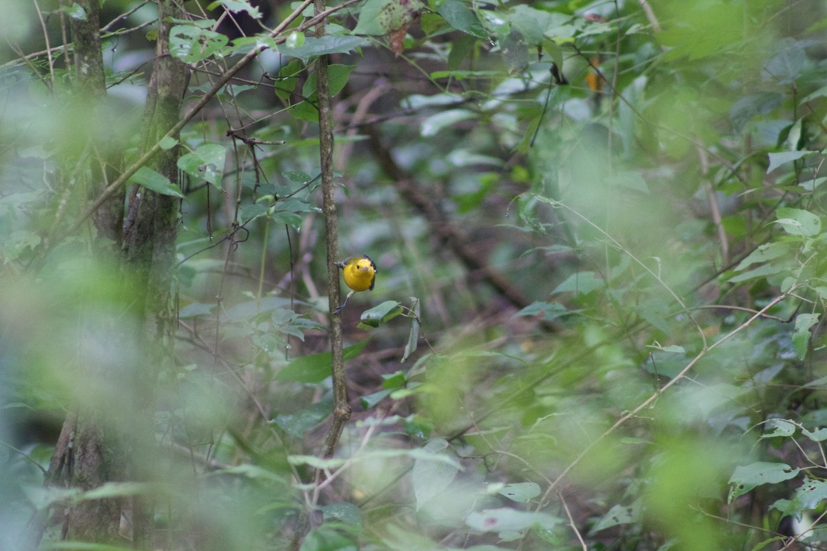 Prothonotary Warbler - ML509995231