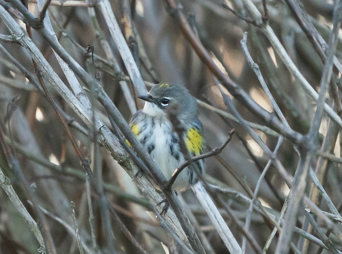 Yellow-rumped Warbler (Myrtle) - ML509995501