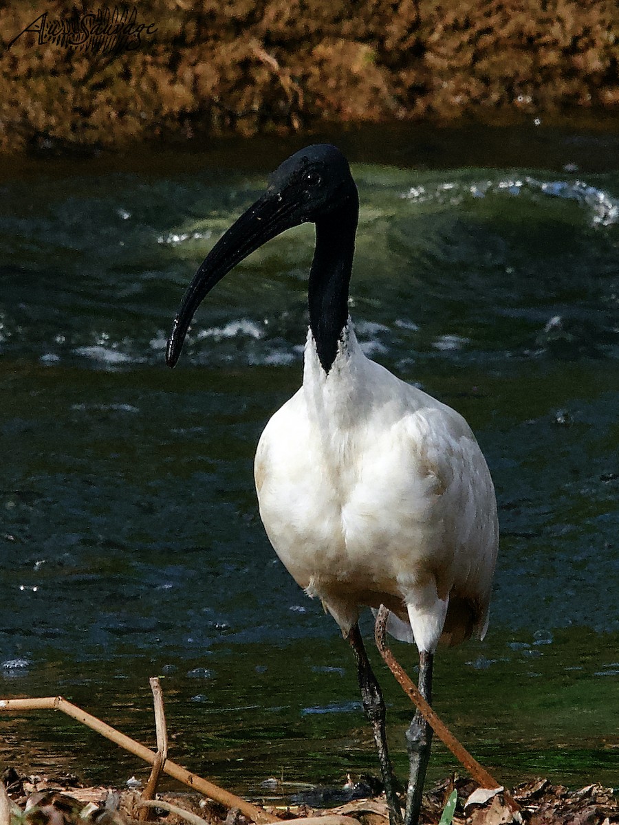 Black-headed Ibis - ML509995591