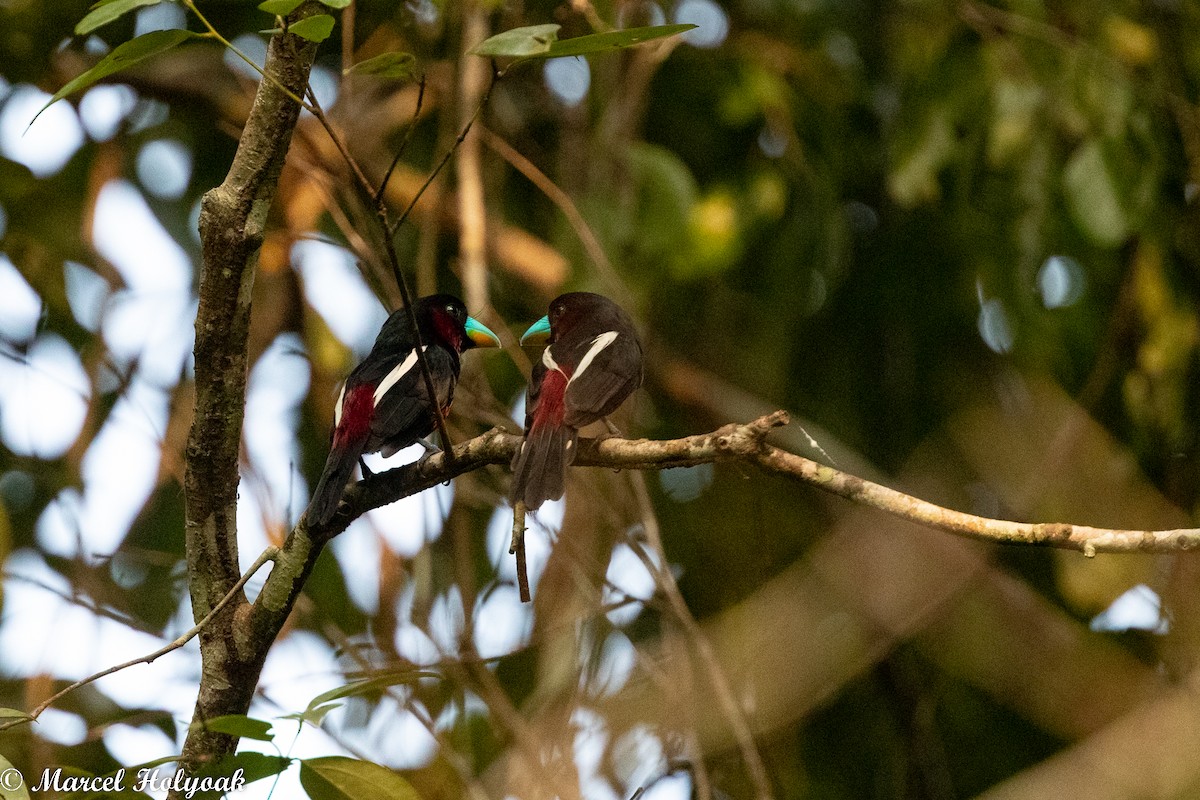 Black-and-red Broadbill - ML509995701