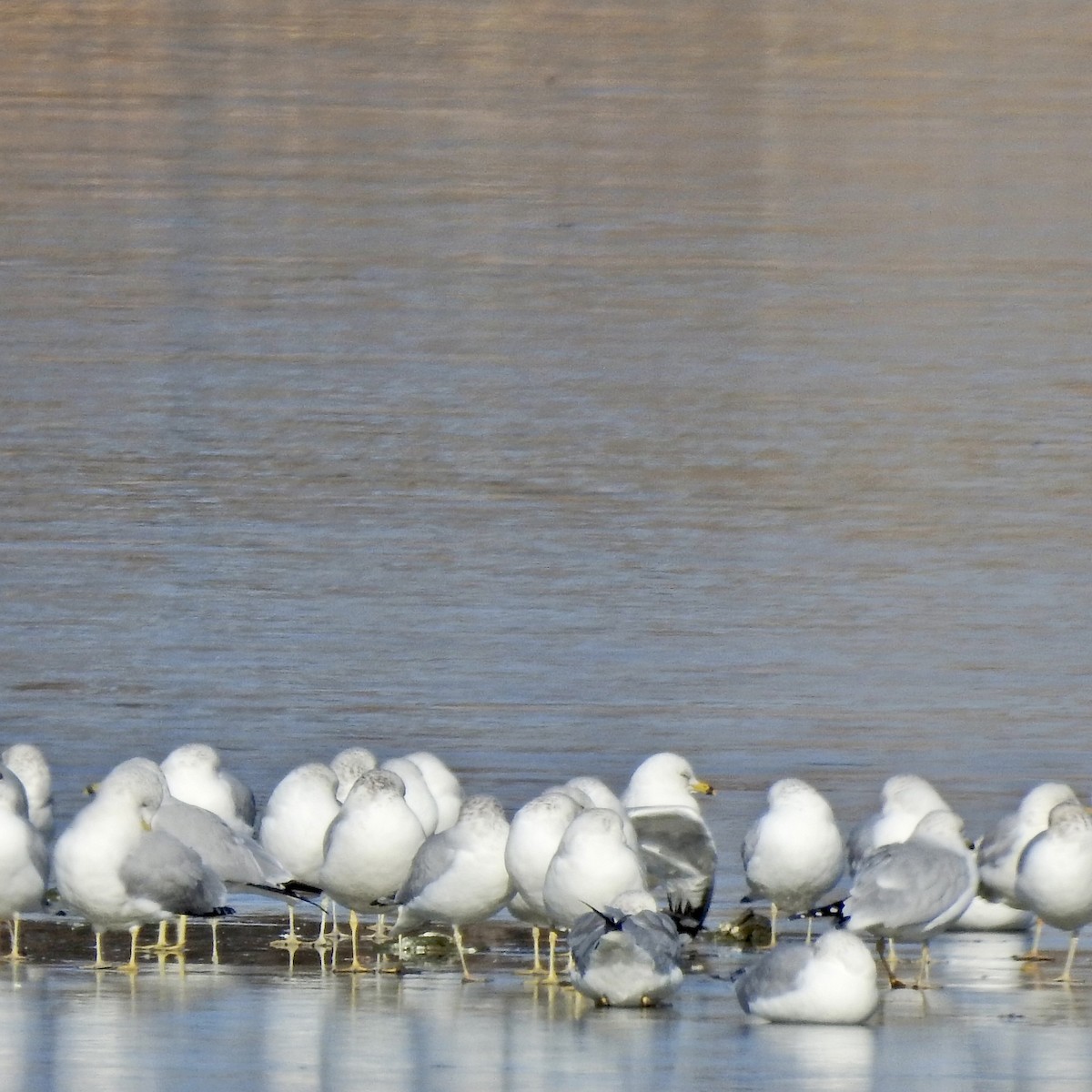 Ring-billed Gull - ML509996771