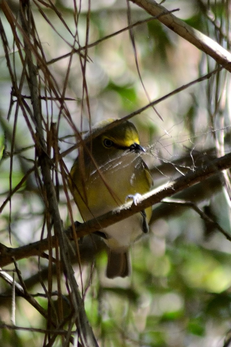 White-eyed Vireo - ML50999751