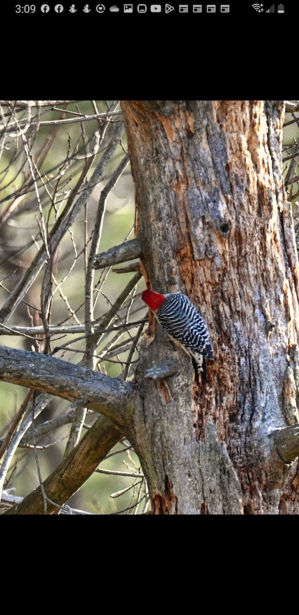 Red-bellied Woodpecker - ML509998351