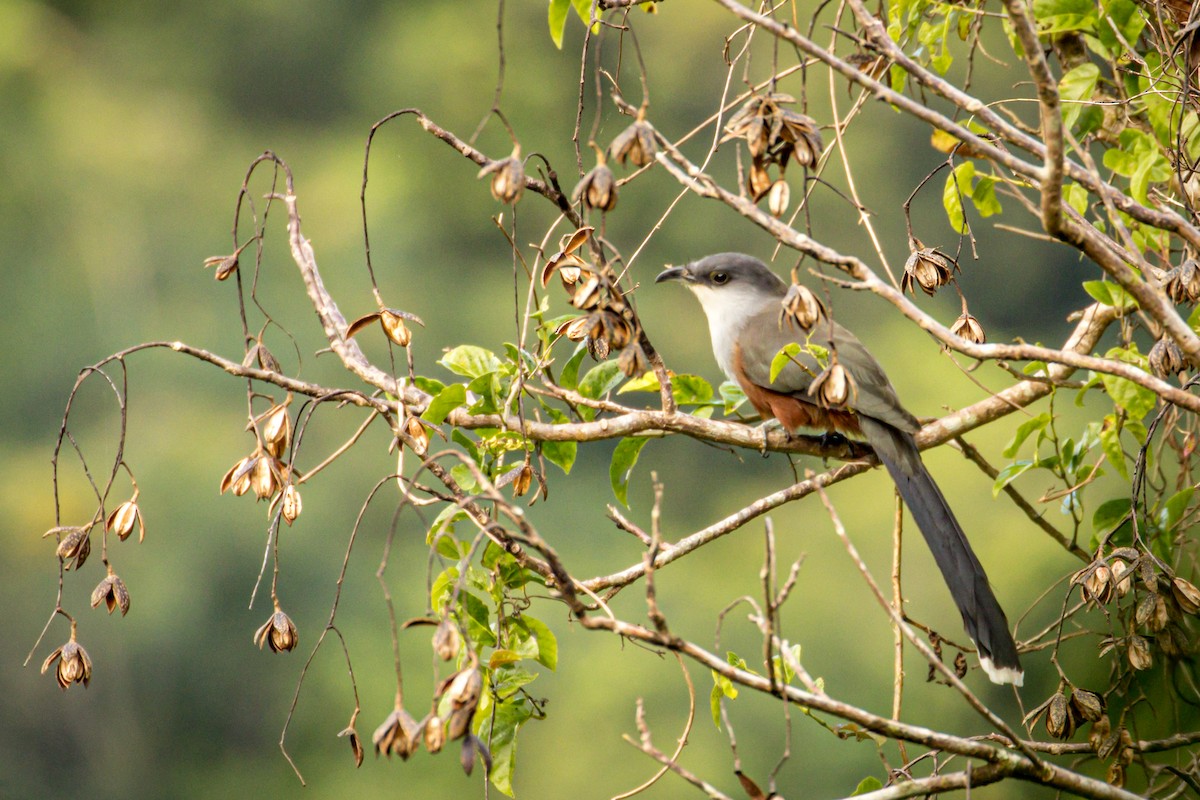 Chestnut-bellied Cuckoo - ML510000531