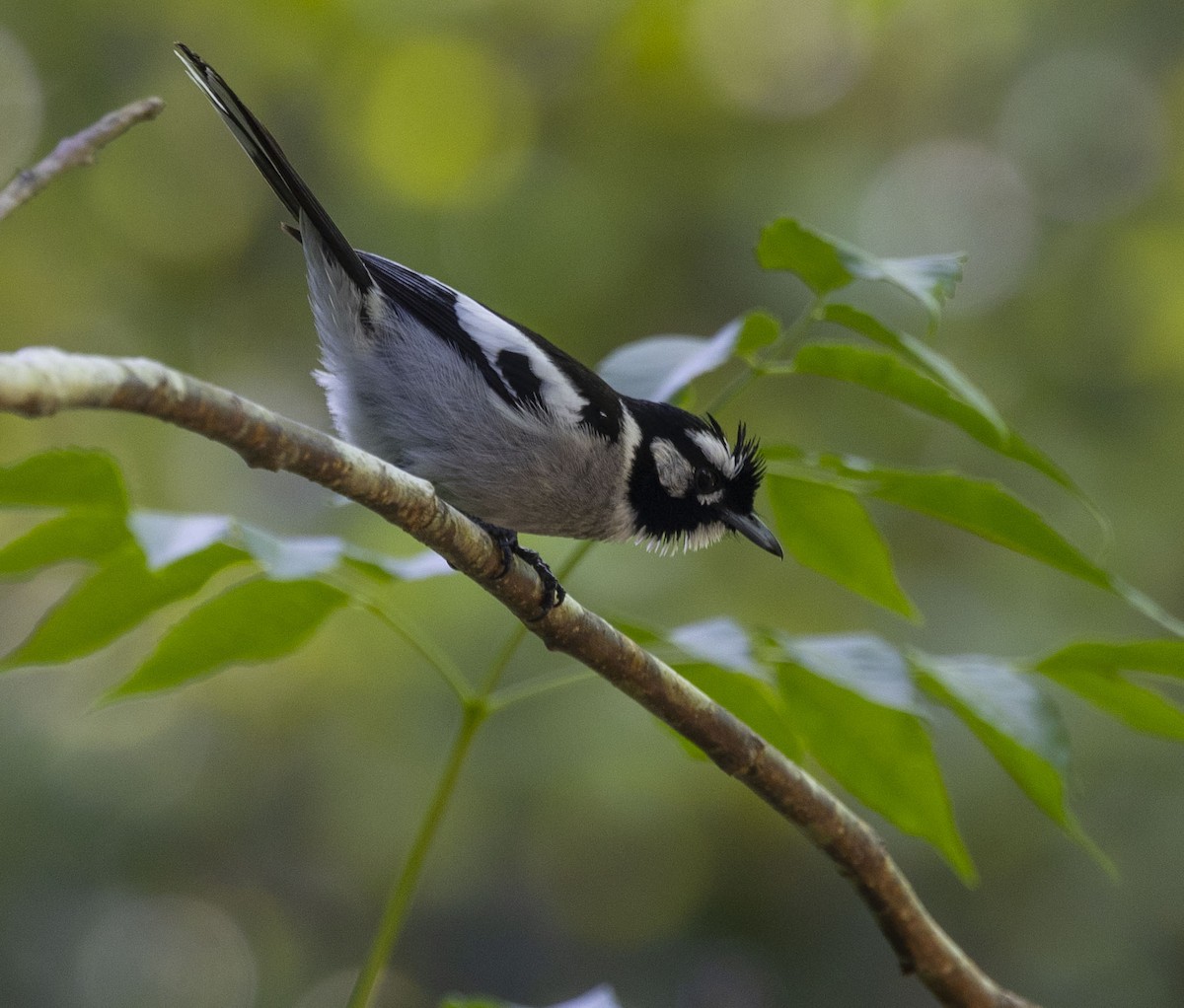 White-eared Monarch - ML510000951