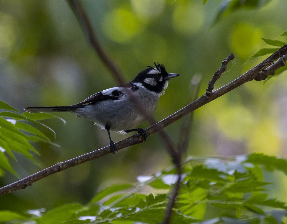 White-eared Monarch - Mike Austin