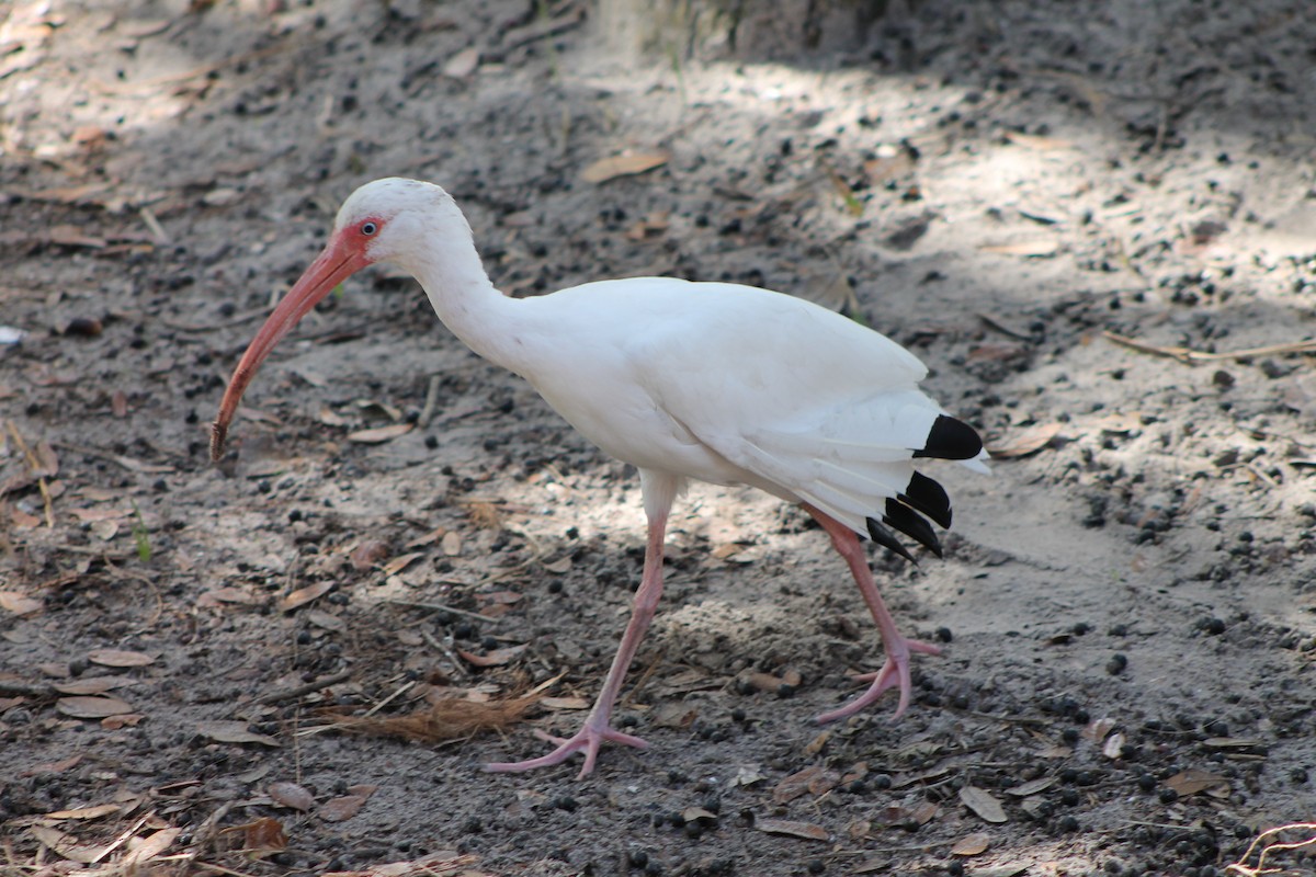 White Ibis - Missy Harden