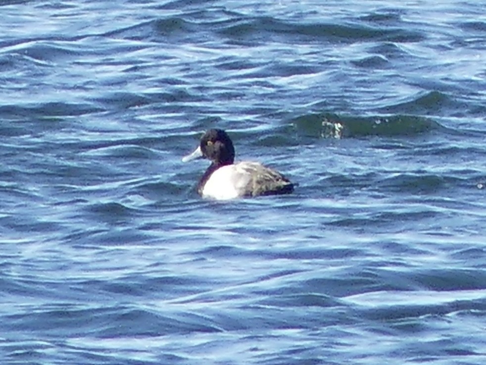 Greater Scaup - Cathy Brown