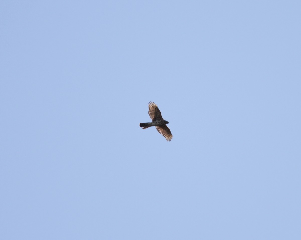 American Goshawk - ML510002791