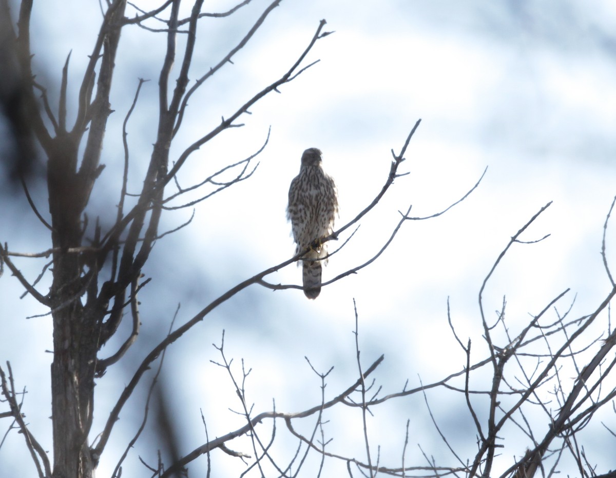 American Goshawk - ML510002801