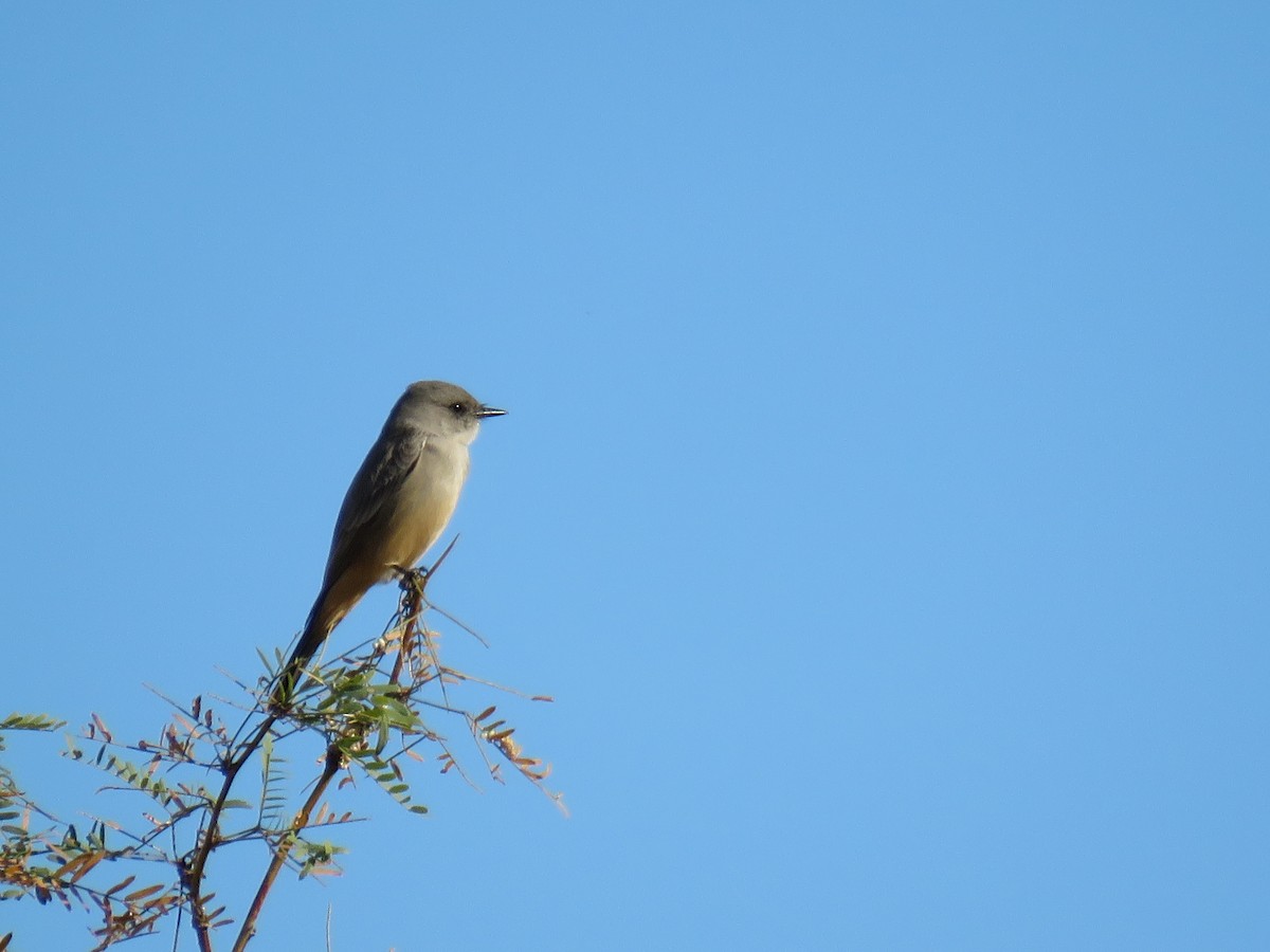 Say's Phoebe - ML510002881