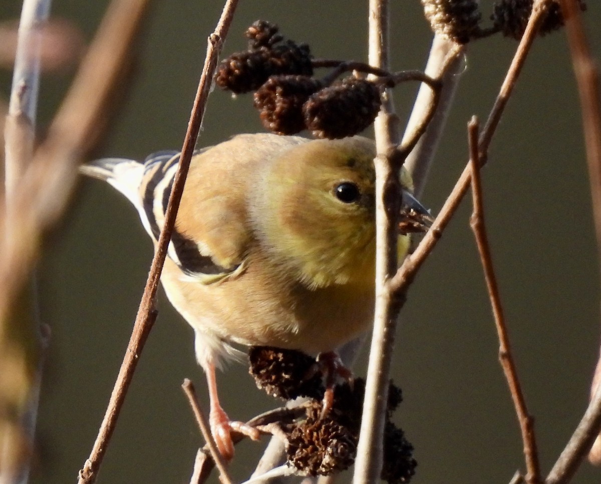 American Goldfinch - ML510003301