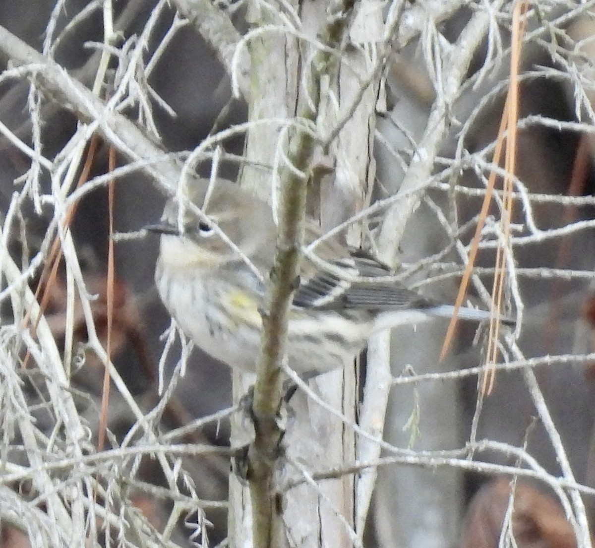 Yellow-rumped Warbler - ML510003391