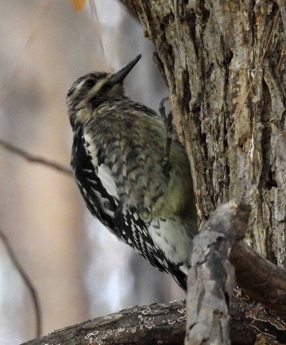 Yellow-bellied Sapsucker - ML510003551