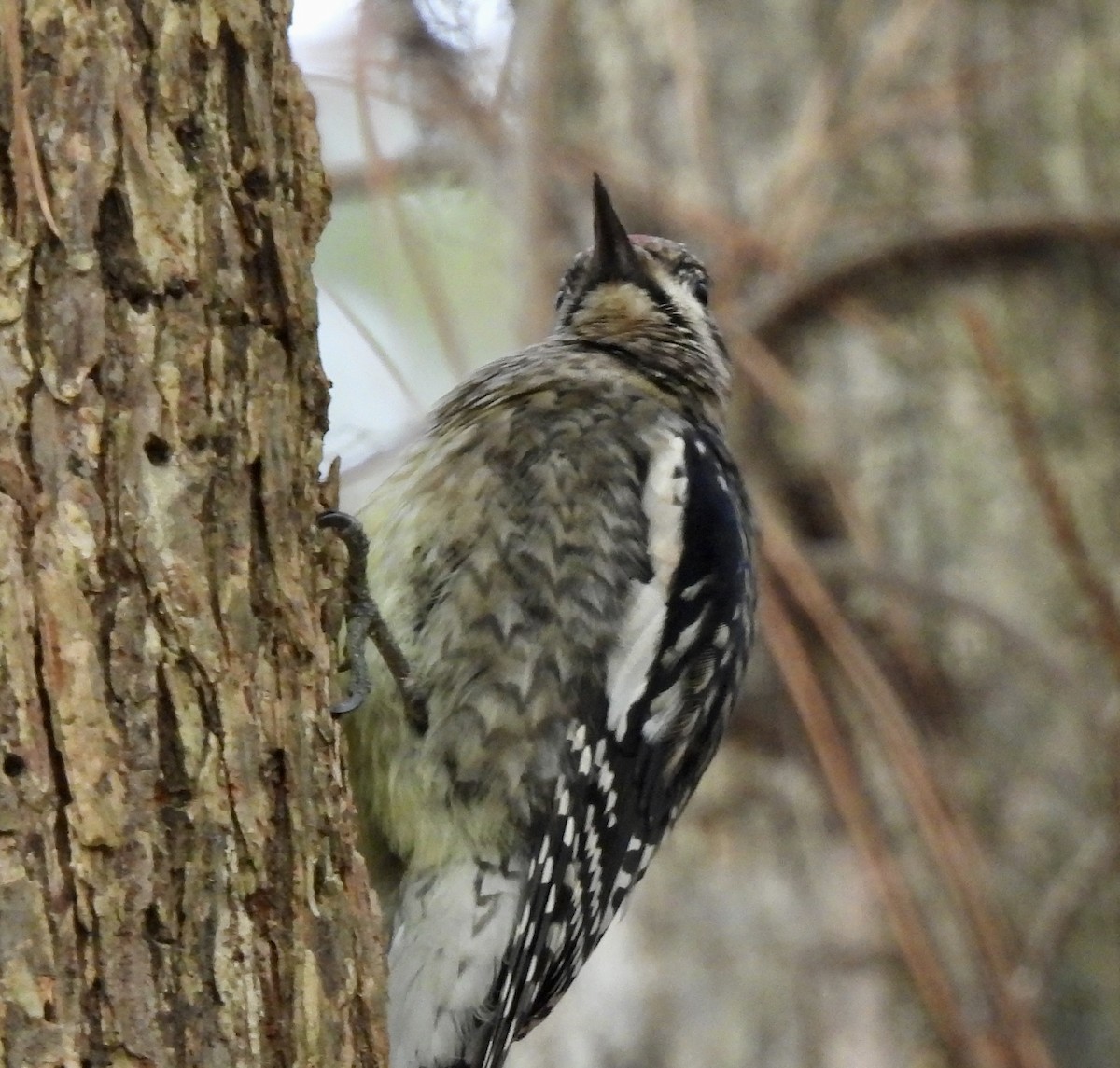 Yellow-bellied Sapsucker - ML510003561