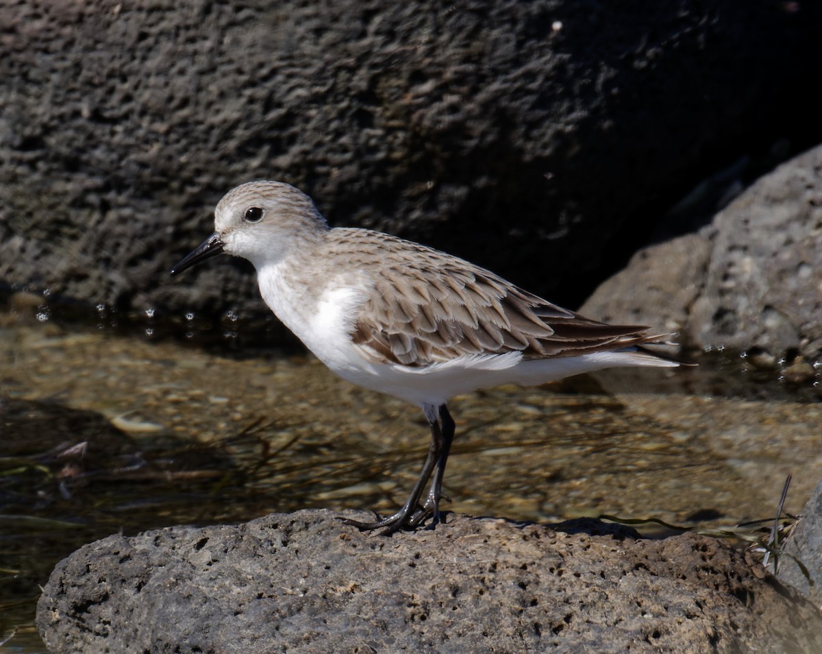 Red-necked Stint - Peter Bennet