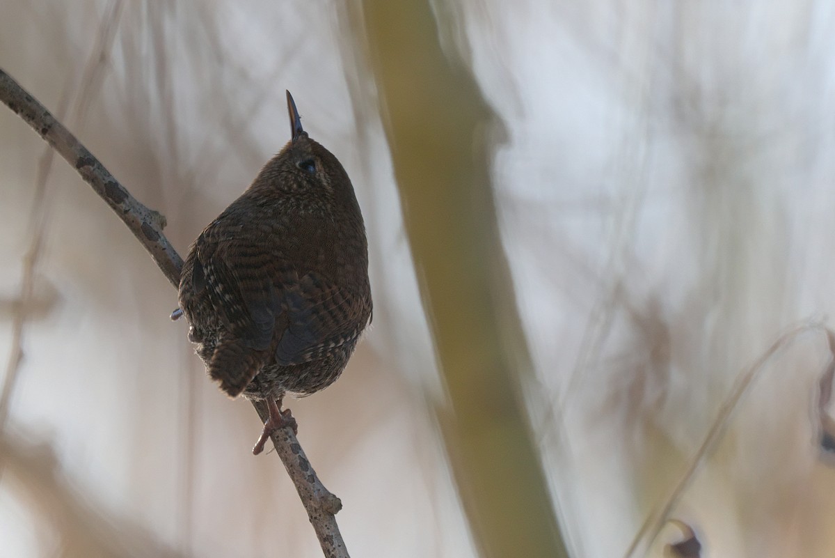 Pacific Wren - Kevin Krebs