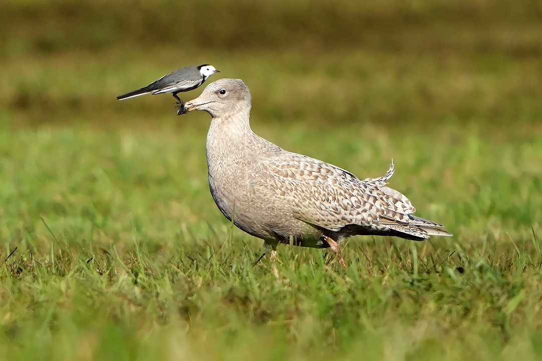 Glaucous Gull - ML510006051