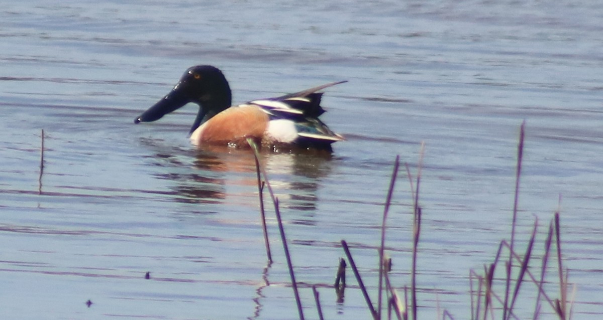 Northern Shoveler - ML51000671