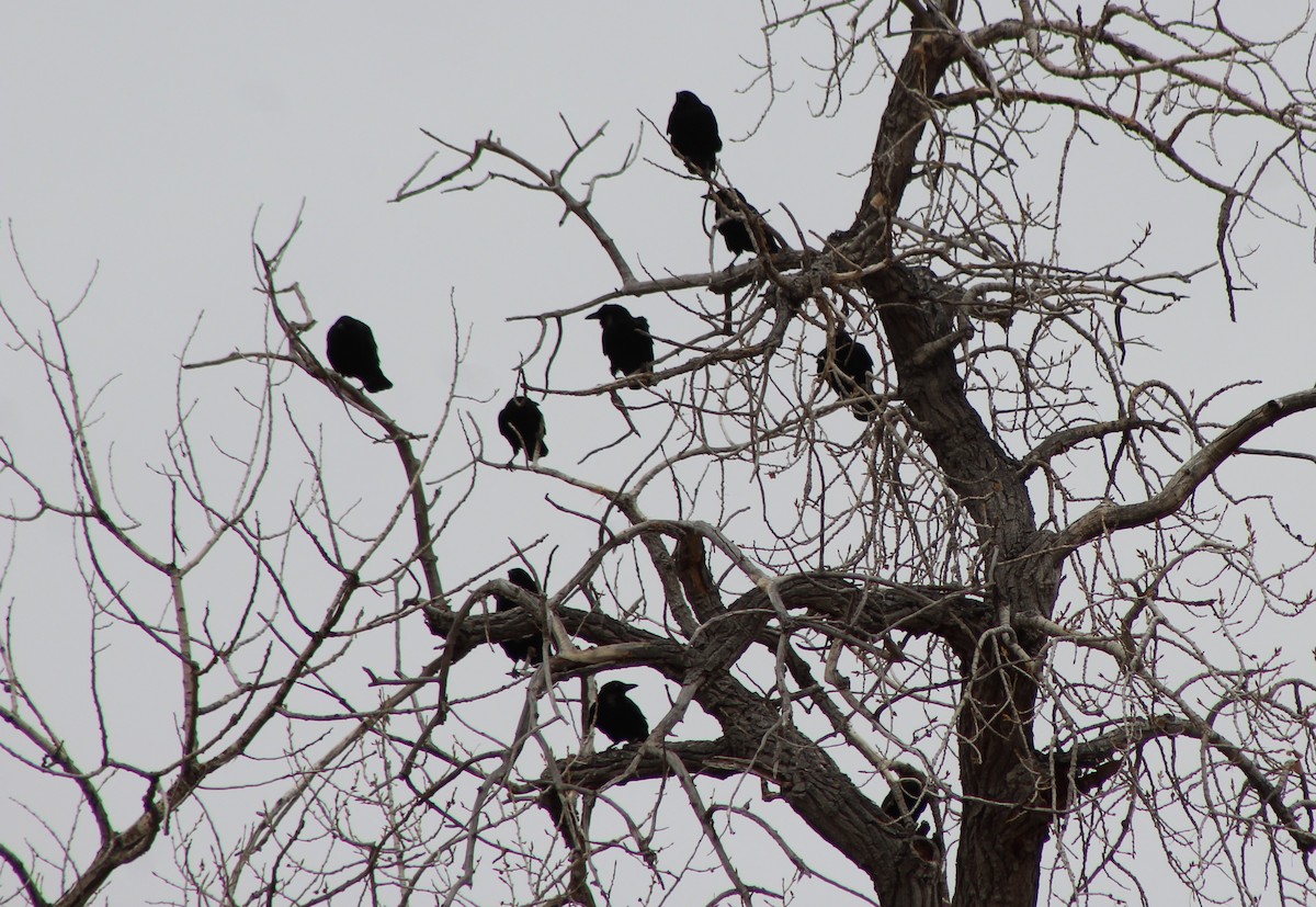 American Crow - ML51000771