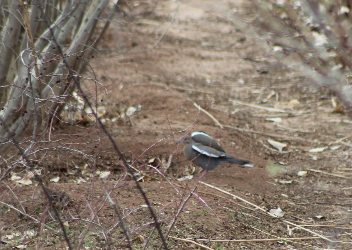 White-winged Dove - ML51000781