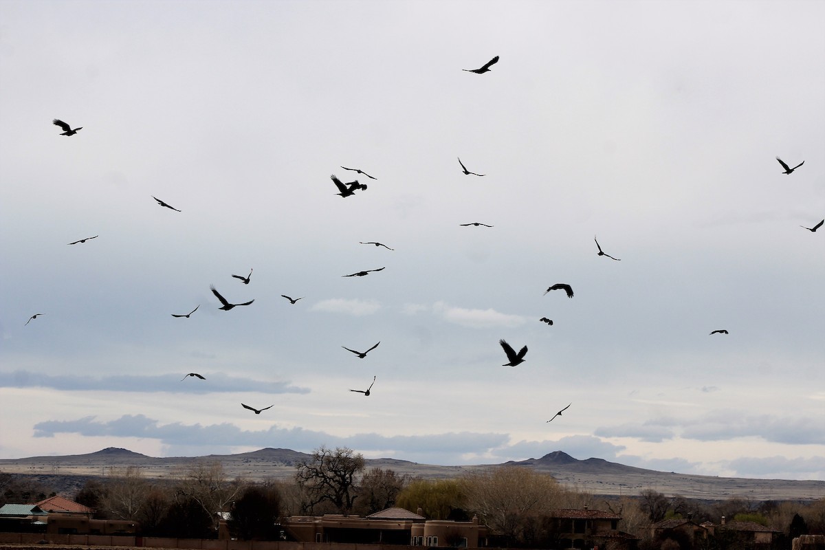 American Crow - David Lerwill