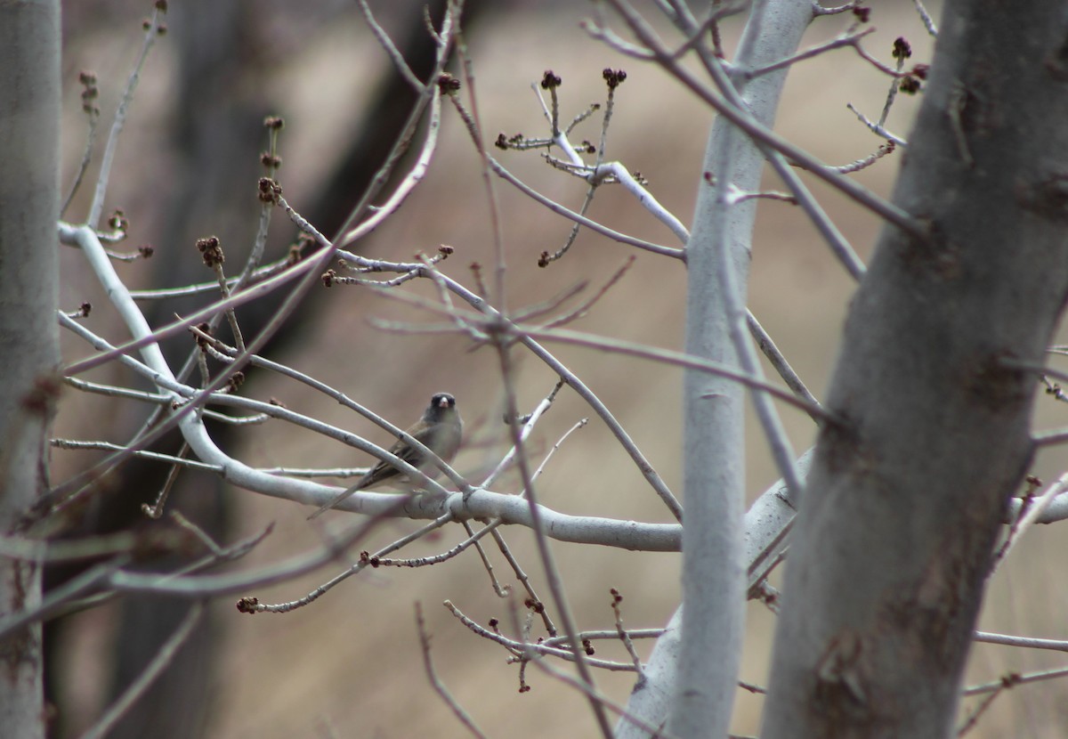 Junco Ojioscuro - ML51000891