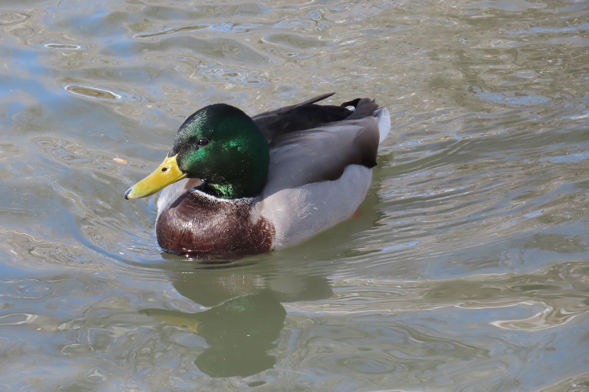 Mallard - ML510009361