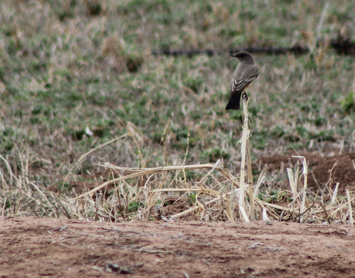 Say's Phoebe - David Lerwill