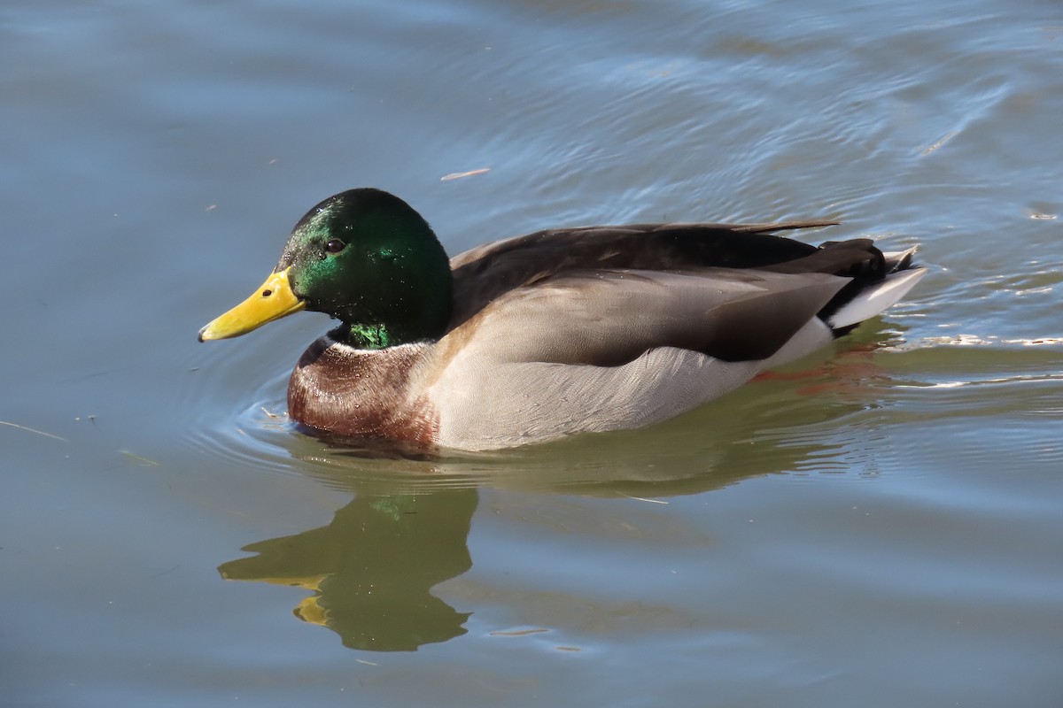 Mallard - ML510009461