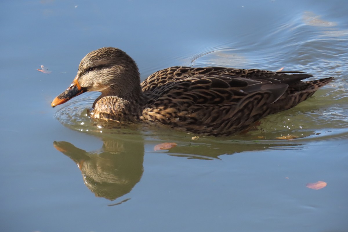 Mallard - ML510009581