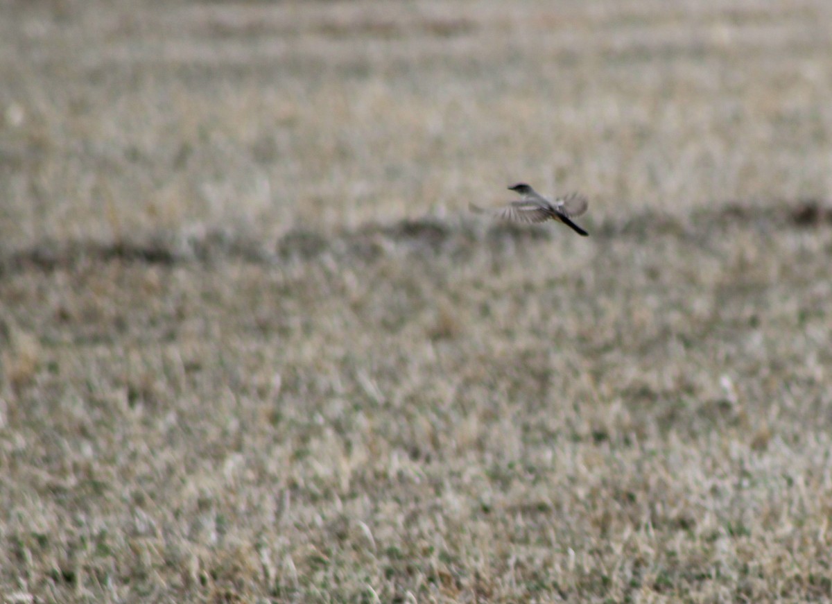 Say's Phoebe - ML51000961