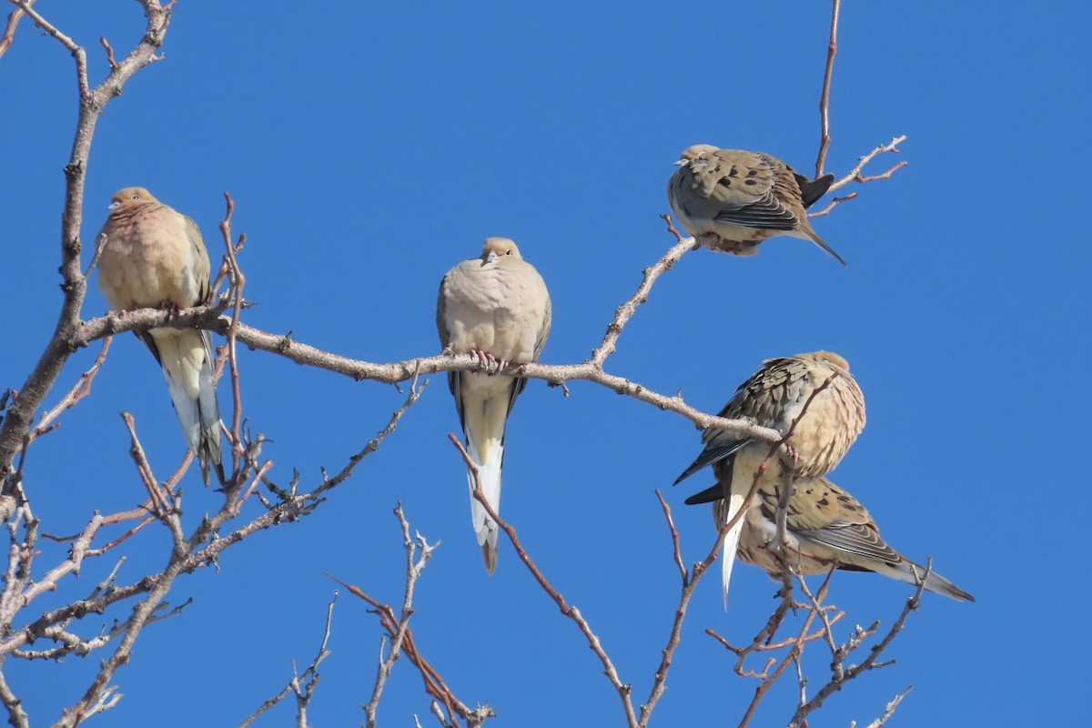 Mourning Dove - ML510009881