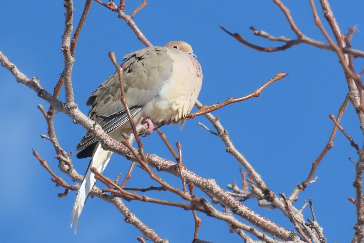 Mourning Dove - ML510009991