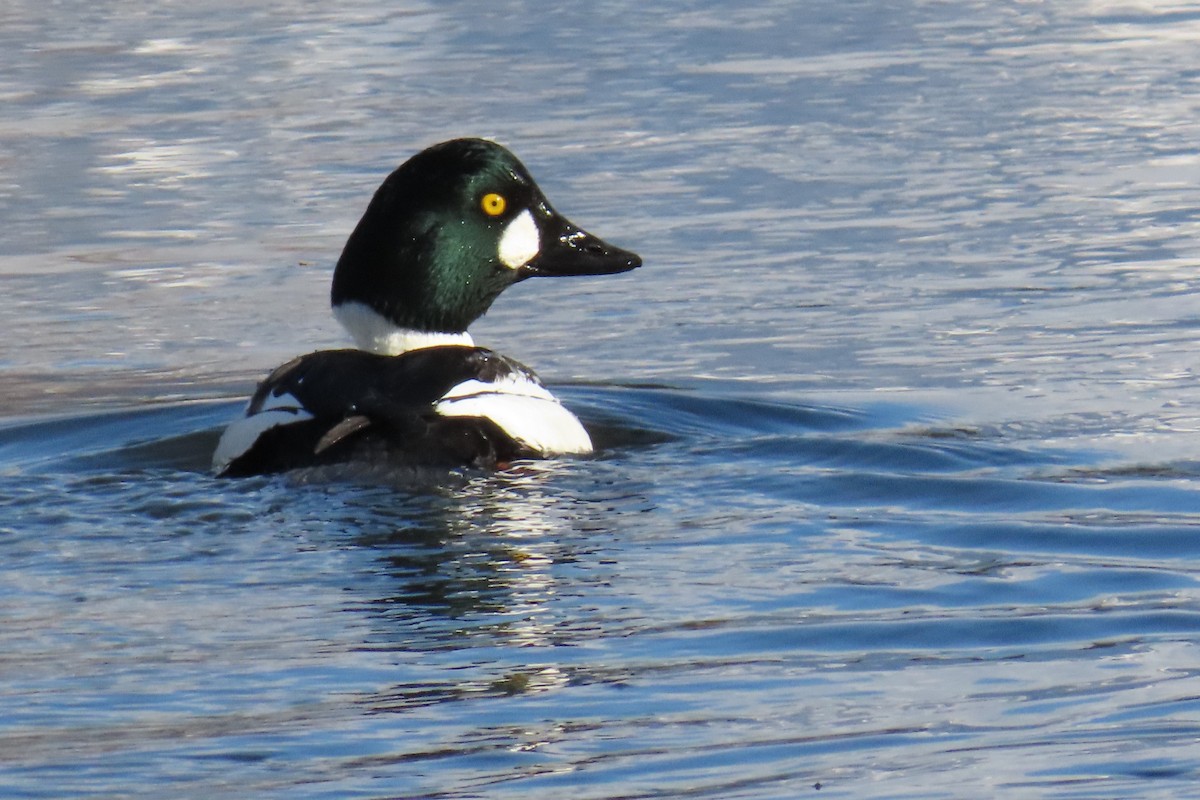 Common Goldeneye - ML510010171