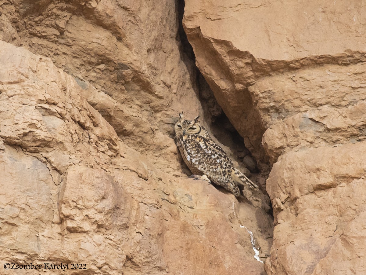 Pharaoh Eagle-Owl - Zsombor Károlyi